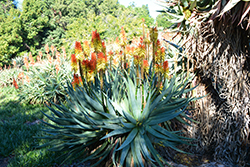 Aloe x principis (Aloe x principis) at Lakeshore Garden Centres