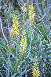 Fence Aloe (Aloe tenuior) at Lakeshore Garden Centres