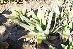 Coral Aloe (Aloe striata) at Lakeshore Garden Centres