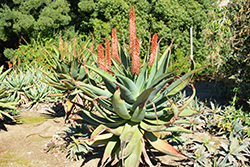 Cape Aloe (Aloe ferox) at Lakeshore Garden Centres