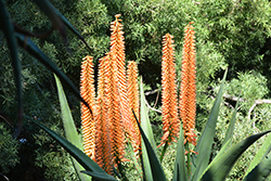 Transkei Bitter Aloe (Aloe candelabrum) at Lakeshore Garden Centres