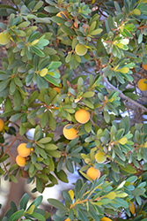 Bluebush (Diospyros lycioides) at Lakeshore Garden Centres