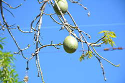 Silk Floss Tree (Chorisia speciosa) at Lakeshore Garden Centres