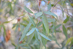 White Karee (Searsia pendulina) at Lakeshore Garden Centres