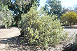 Jarnockmert (Hakea recurva) at Lakeshore Garden Centres