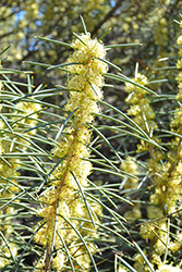 Jarnockmert (Hakea recurva) at Lakeshore Garden Centres