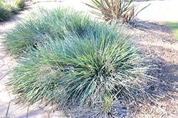 Casitas Springs Flax Lily (Dianella caerulea 'Casitas Springs') at Lakeshore Garden Centres