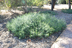 Spotted Emu Bush (Eremophila maculata var. brevifolia) at Lakeshore Garden Centres