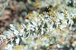 Cootamundra Wattle (Acacia baileyana) at Lakeshore Garden Centres
