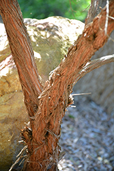 Brilliant Hop Bush (Dodonaea microzyga) at Lakeshore Garden Centres