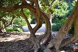 Laurel-leaved Snail Tree (Cocculus laurifolius) at Lakeshore Garden Centres