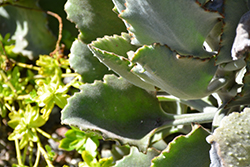 Fang Felt Plant (Kalanchoe 'Fang') at Lakeshore Garden Centres