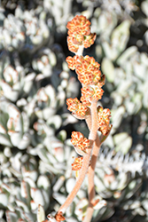 Panda Plant (Kalanchoe tomentosa) at Lakeshore Garden Centres