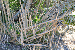 Alluaudia (Alluaudia dumosa) at Lakeshore Garden Centres