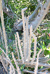 Alluaudia (Alluaudia dumosa) at Lakeshore Garden Centres