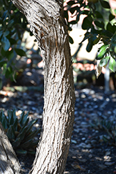 Texas Mountain Laurel (Dermatophyllum secundiflorum) at Lakeshore Garden Centres
