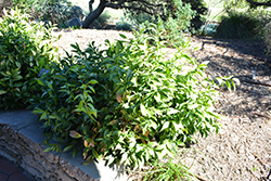 Spineless Butcher's Broom (Ruscus hypoglossum) at Lakeshore Garden Centres