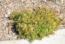 Pink Midget Grevillea (Grevillea 'Pink Midget') at Lakeshore Garden Centres