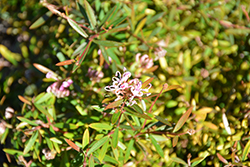 Pink Midget Grevillea (Grevillea 'Pink Midget') at Lakeshore Garden Centres