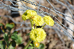 Sulphur Buckwheat (Eriogonum umbellatum var. polyanthum) at Lakeshore Garden Centres