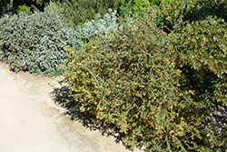 Poorinda Queen Grevillea (Grevillea 'Poorinda Queen') at Lakeshore Garden Centres