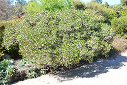 White Lanterns Manzanita (Arctostaphylos 'White Lanterns') at Lakeshore Garden Centres
