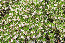 White Lanterns Manzanita (Arctostaphylos 'White Lanterns') at Lakeshore Garden Centres