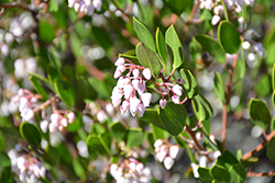 White Lanterns Manzanita (Arctostaphylos 'White Lanterns') at Lakeshore Garden Centres