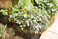 Black Peppercorn (Piper nigrum) at Lakeshore Garden Centres