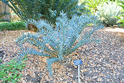 Eastern Cape Blue Cycad (Encephalartos horridus) at Lakeshore Garden Centres