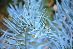 Eastern Cape Blue Cycad (Encephalartos horridus) at Lakeshore Garden Centres