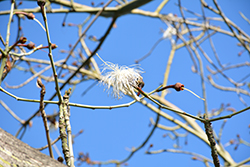 Brazilian Shaving Brush Tree (Pseudobombax grandiflorum) at Lakeshore Garden Centres