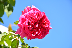 Madame Isaac Periere Rose (Rosa 'Madame Isaac Periere') at Lakeshore Garden Centres