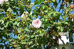 Souvenir de la Malmaison Rose (Rosa 'Souvenir de la Malmaison') at Lakeshore Garden Centres