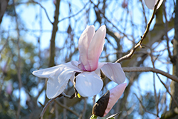 Veitchii Magnolia (Magnolia x veitchii) at Lakeshore Garden Centres