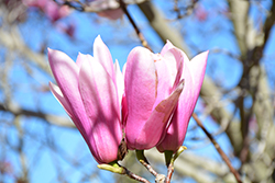 Raspberry Ice Magnolia (Magnolia 'Raspberry Ice') at Lakeshore Garden Centres