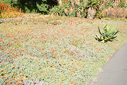 Orange Glow Orange Ice Plant (Lampranthus aurantiacus 'Orange Glow') at Lakeshore Garden Centres