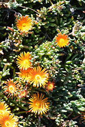 Orange Glow Orange Ice Plant (Lampranthus aurantiacus 'Orange Glow') at Lakeshore Garden Centres