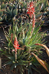 Spider Aloe (Aloe x spinosissima) at Lakeshore Garden Centres