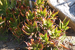 Congo Aloe (Aloe congolensis) at Lakeshore Garden Centres