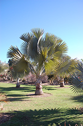Bismarck Palm (Bismarckia nobilis) at Lakeshore Garden Centres