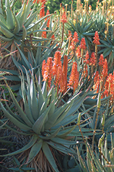 Red Flowered Aloe Vera (Aloe vera 'Red') at Lakeshore Garden Centres