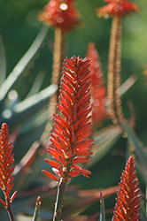 Red Flowered Aloe Vera (Aloe vera 'Red') at Lakeshore Garden Centres