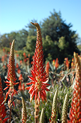 Torch Aloe (Aloe arborescens) at Lakeshore Garden Centres