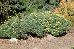 Gray-leaved Euryops (Euryops pectinatus) at Lakeshore Garden Centres