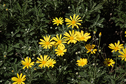 Gray-leaved Euryops (Euryops pectinatus) at Lakeshore Garden Centres