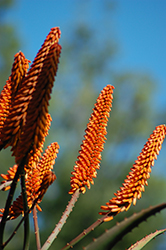 Cape Aloe (Aloe ferox) at Lakeshore Garden Centres