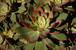 Tricolor Aeonium (Aeonium 'Tricolor') at Lakeshore Garden Centres