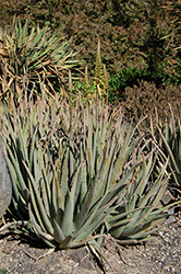 Yellow Flowered Aloe Vera (Aloe vera 'Yellow') at Lakeshore Garden Centres