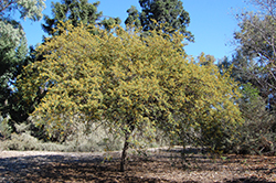 Sweet Acacia (Acacia farnesiana) at Lakeshore Garden Centres